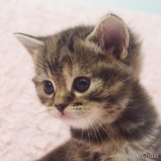 販売中の群馬県のスコティッシュフォールド-114343