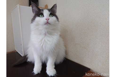 販売中の埼玉県のノルウェージャンフォレストキャット-103929の1枚目