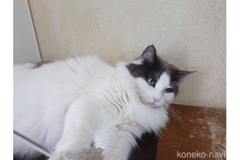 販売中の埼玉県のノルウェージャンフォレストキャット-103929の4枚目