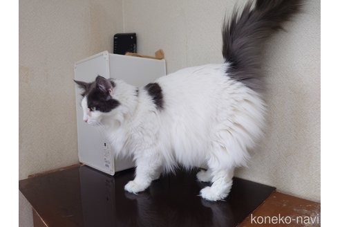 販売中の埼玉県のノルウェージャンフォレストキャット-103929の2枚目