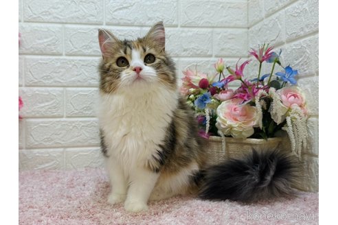 販売中の東京都のラガマフィン-107117の3枚目