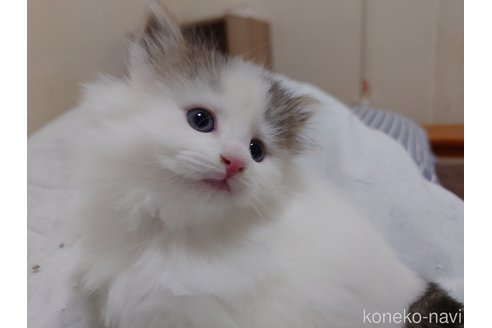 販売中の埼玉県のノルウェージャンフォレストキャット-113380の11枚目