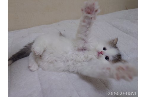 販売中の埼玉県のノルウェージャンフォレストキャット-113380の9枚目