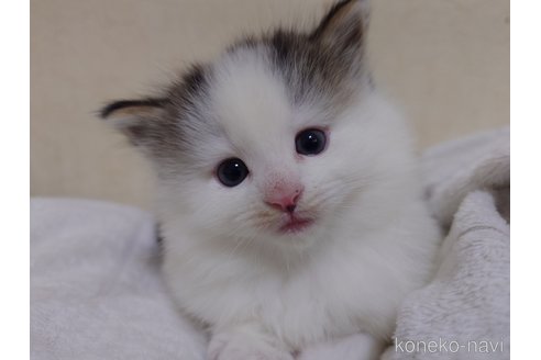 販売中の埼玉県のノルウェージャンフォレストキャット-113381の8枚目