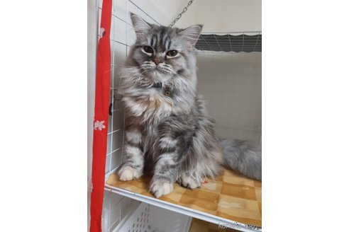 販売中の大阪府のミヌエット-102469の1枚目