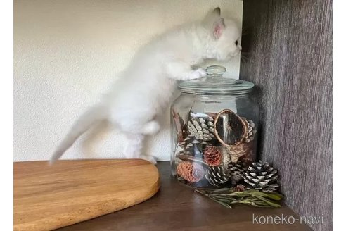 販売中の埼玉県のラグドール-114778の3枚目
