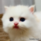 オンライン見学