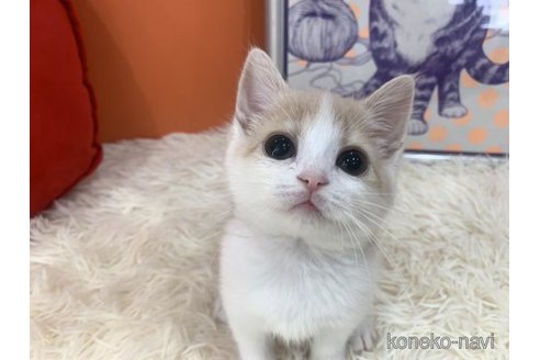 成約済の大阪府のスコティッシュフォールド-114781の2枚目