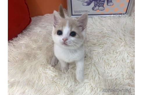 成約済の大阪府のスコティッシュフォールド-114781の3枚目