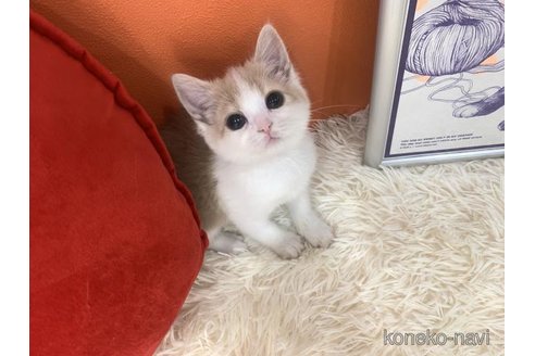 成約済の大阪府のスコティッシュフォールド-114781の4枚目