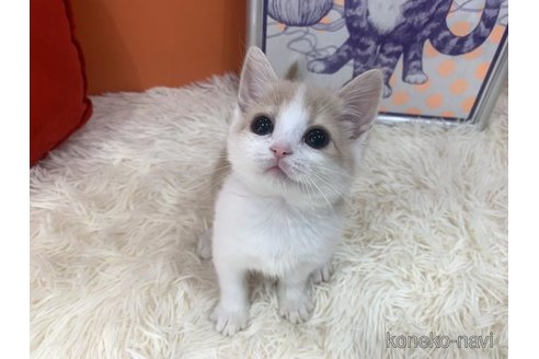 成約済の大阪府のスコティッシュフォールド-114781の5枚目