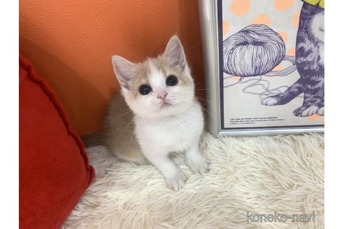 成約済の大阪府のスコティッシュフォールド-114781の6枚目