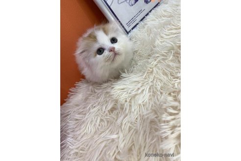 成約済の大阪府のスコティッシュフォールド(折れ耳)-114784の2枚目