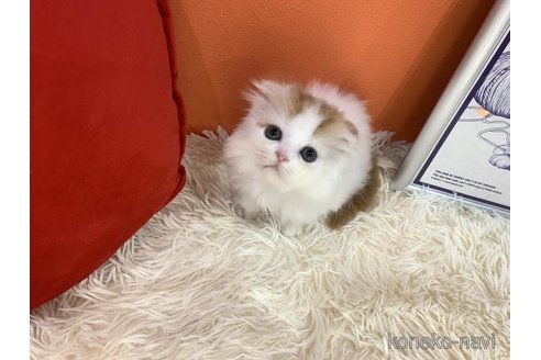 成約済の大阪府のスコティッシュフォールド(折れ耳)-114784の3枚目