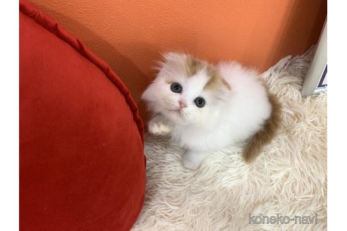 成約済の大阪府のスコティッシュフォールド(折れ耳)-114784の6枚目