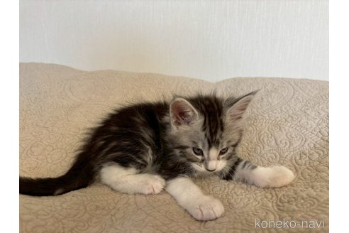 販売中の大阪府のメインクーン-114786の6枚目