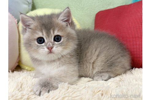 成約済の大阪府のブリティッシュショートヘア-112779の3枚目