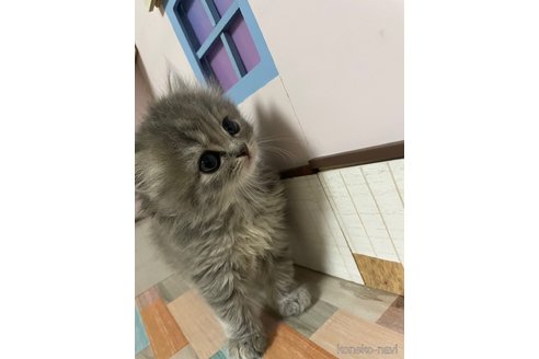 成約済の愛知県のスコティッシュフォールド-114805の2枚目
