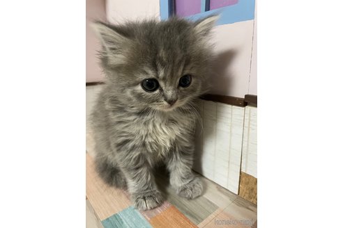 成約済の愛知県のスコティッシュフォールド-114805の5枚目