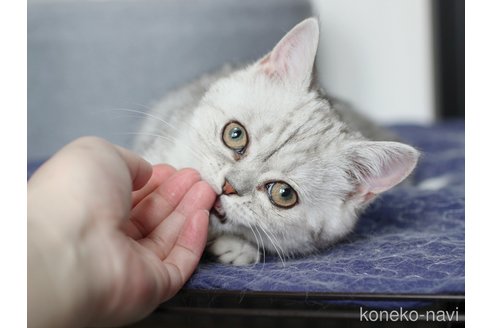 成約済の愛知県のミヌエット-111436の7枚目