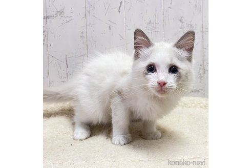 販売中の千葉県のラグドール-114851の7枚目