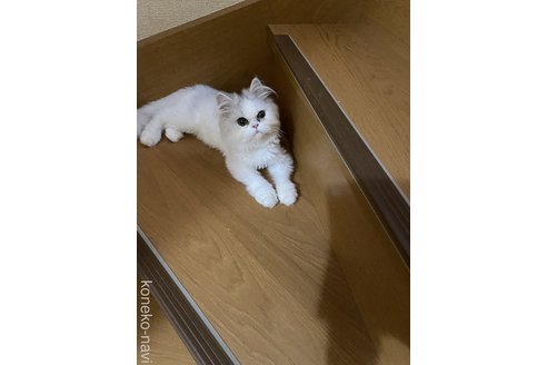 販売中の福岡県のペルシャ(チンチラ)-114584