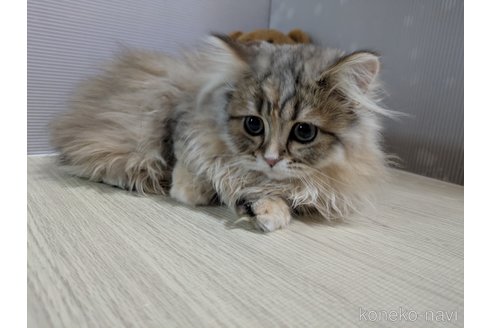 成約済の栃木県のミヌエット(短足)-110693の3枚目