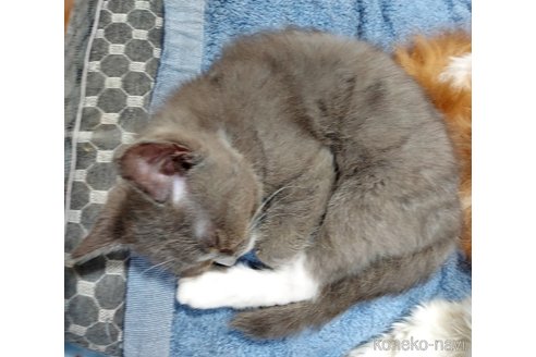 成約済の千葉県のブリティッシュショートヘア-114574の4枚目