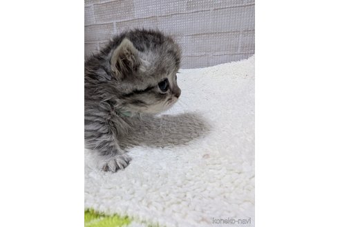 販売中の熊本県のマンチカン(短足)-114865の5枚目