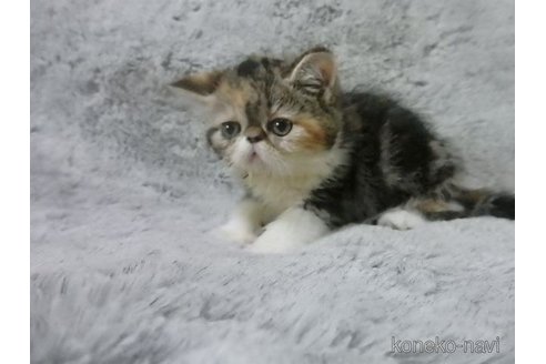 販売中の神奈川県のエキゾチックショートヘア-113826の29枚目