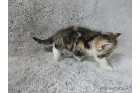 販売中の神奈川県のエキゾチックショートヘア-113826の28枚目