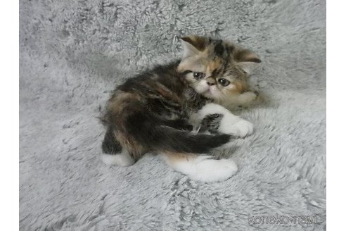 販売中の神奈川県のエキゾチックショートヘア-113826の26枚目