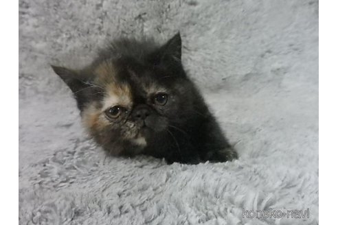 販売中の神奈川県のエキゾチックショートヘア-113828の26枚目