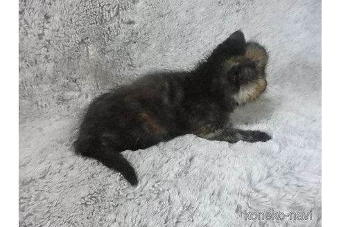 販売中の神奈川県のエキゾチックショートヘア-113828の27枚目