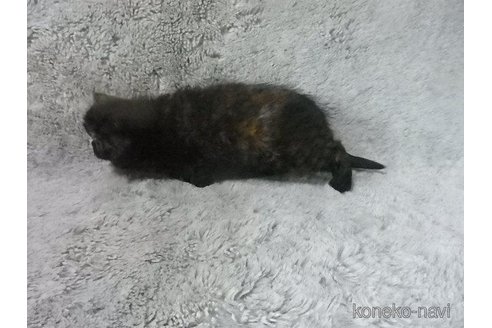 販売中の神奈川県のエキゾチックショートヘア-113828の24枚目