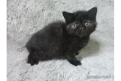 販売中の神奈川県のエキゾチックショートヘア-113827の22枚目