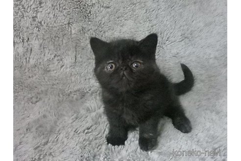 販売中の神奈川県のエキゾチックショートヘア-113827の20枚目