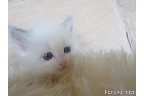 販売中の大分県のラグドール-114889の3枚目