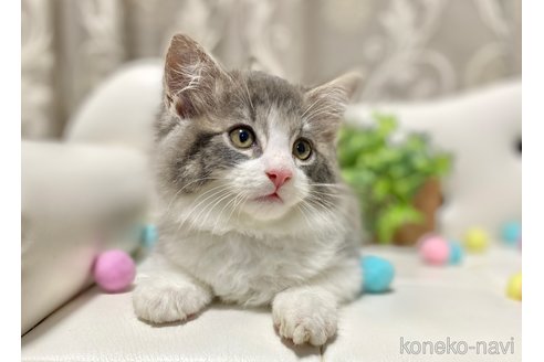 成約済の愛知県のサイベリアン-113115の4枚目