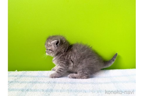 販売中の大阪府のブリティッシュショートヘア-114898の5枚目