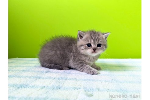 販売中の大阪府のブリティッシュショートヘア-114898の8枚目