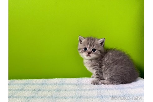 販売中の大阪府のブリティッシュショートヘア-114898の3枚目