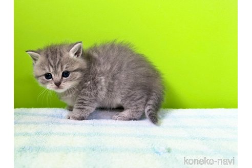 販売中の大阪府のブリティッシュショートヘア-114898の2枚目
