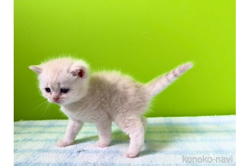 成約済の大阪府のブリティッシュショートヘア-114899の4枚目