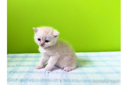 成約済の大阪府のブリティッシュショートヘア-114899の3枚目
