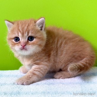 販売中の大阪府のブリティッシュショートヘア-114900の1枚目