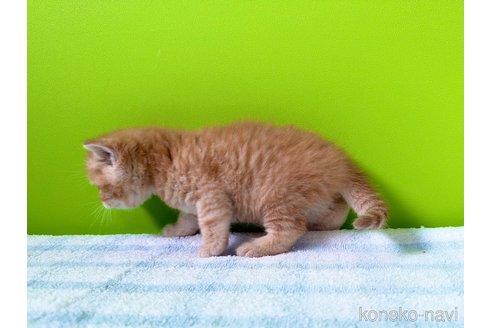 販売中の大阪府のブリティッシュショートヘア-114900の4枚目