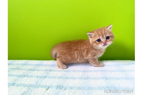 販売中の大阪府のブリティッシュショートヘア-114900の3枚目