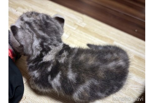 成約済の宮崎県のミックス-114913の5枚目