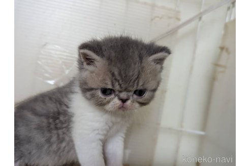 販売中の愛知県のエキゾチックショートヘア-114907の10枚目